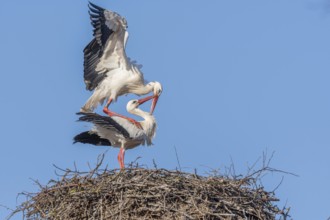 Mating white storks in courtship display (ciconia ciconia) on their nest in spring. Bas Rhin,