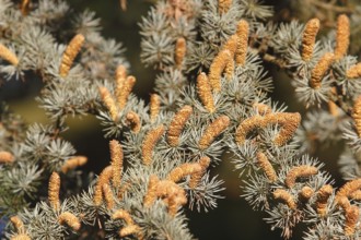 Cedar (Cedrus), North Rhine-Westphalia, Germany, Europe