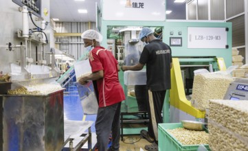 KAJU, cashew factory. Weighing and packing of cashew nut factory near Cotonou in Benin, Glo-Djigbe,