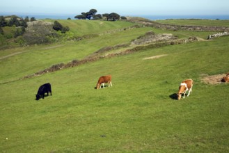 Cattle graze in field Island of Herm, Channel Islands, Great Britain