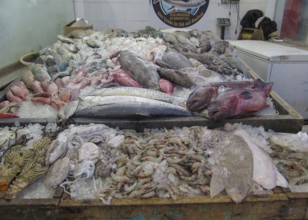 Fish in the fish market of Hurghada, Egypt, Africa