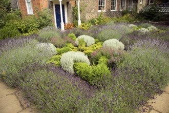 Herb garden in the cathedral grounds, Norwich, Norfolk, England, UK