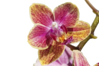 Beautiful orchids of different colors on white and grey background. Phalaenopsis hybrids. Close up