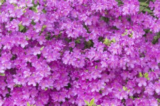 Blooming rhododendron in the botanical garden in spring