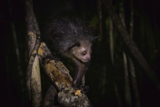 Aye-aye (Daubentonia madagascariensis) in the lowland rainforests of eastern Madagascar