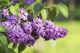 Blooming lilac in the botanical garden in spring