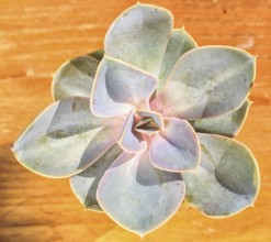 Beautiful little plant, succulent in a small flower pot. on the wooden background