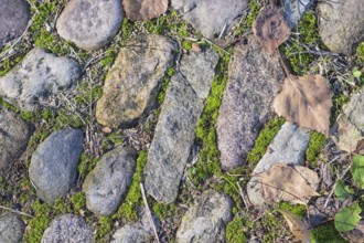 Texture of a boulder with moss and lichen