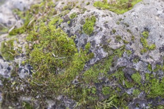 Texture of a boulder with moss and lichen