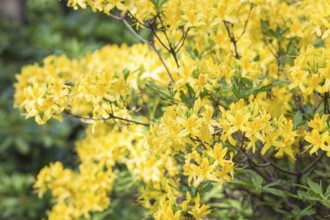 Blooming rhododendron in the botanical garden in spring