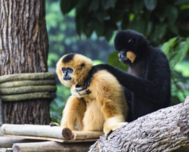 Black monkey consoled his friend in a Singapore zoo