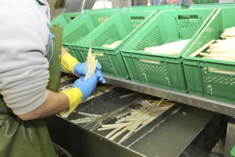 Agriculture asparagus washing and sorting with washing machine and sorting machine on a farm in