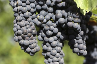 Close-up of ripe blue-green grapes near Meckenheim, Palatinate