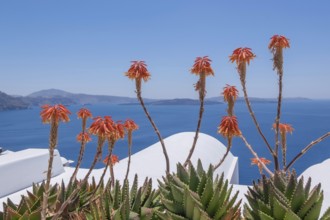 Aloe blossoms in front of the caldera, Oia, Santorini, Cyclades, Greece, Europe