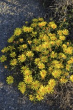 Yellow Sea Aster plant in flower, Asteriscus maritimus, Cabo de Gata natural park, Almeria, Spain,