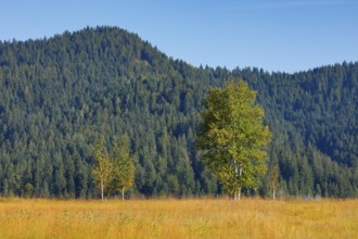 Birches in the Rothenthurm raised bog, Canton Schwyz, Switzerland, Europe