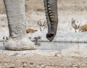 African elephant (Loxodonta africana), detail, trunk, at a waterhole, Nebrowni Waterhole, Etosha