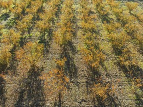 Vineyard in autumn. Aerial view. Drone shot. Granada province, Andalusia, Spain, Europe