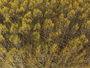 European Aspen (Populus tremula) in autumnal colours. Cultivated for timber. Aerial view. Drone