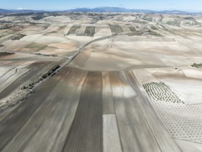 Farmland and cultivated olive trees (Olea europaea) . Aerial view. Drone shot. Granada province,