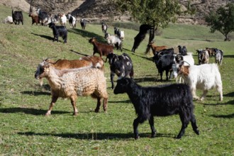 Herd of sheep and goats, Anatolia, Turkey, Asia