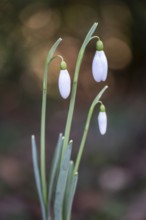 Snowdrop (Galanthus nivalis Magnet), Emsland, Lower Saxony, Germany, Europe