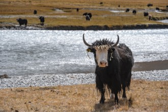 Yak by a river, Burkhan Valley, Terskey Ala-Too, Tien Shan, Issyk Kul Province, Kyrgyzstan, Asia