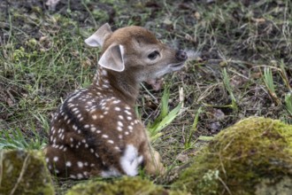 Vietnamese sika deer (Cervus nippon pseudaxis), newborn calf, Nordhorn Zoo, Lower Saxony, Germany,