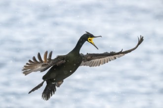 Common shag (Phalacrocorax aristotelis), flying in the snow, Hornoya Island, Hornøya, Vardø,