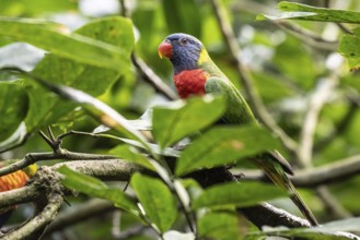 Rainbow lorikeet (Trichoglossus moluccanus), Emmen Zoo, Netherlands