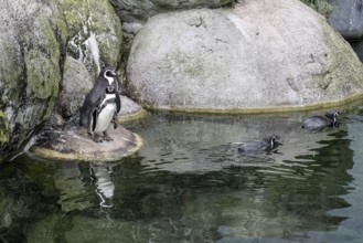 Magellanic penguins (Spheniscus magellanicus), Emmen Zoo, Netherlands