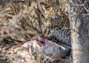 Leopard (Panthera pardus), adult female eating killed antelope, Kruger National Park, South Africa,