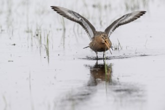 Black-tailed Godwit (Limosa limosa), Lower Saxony, Germany, Europe