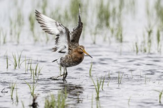 Black-tailed Godwit (Limosa limosa), Lower Saxony, Germany, Europe