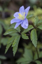 Wood anemone (Anemone nemorosa Blue Queen), Emsland, Lower Saxony, Germany, Europe