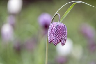 Snake's head fritillary (Fritillaria meleagris), Emsland, Lower Saxony, Germany, Europe