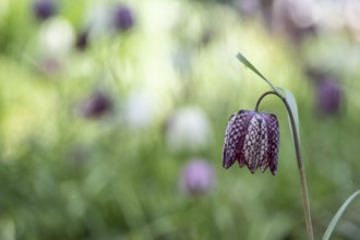 Snake's head fritillary (Fritillaria meleagris), Emsland, Lower Saxony, Germany, Europe