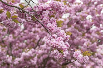 Japanese flowering cherry (Prunus serrulata Kanzan), Emsland, Lower Saxony, Germany, Europe