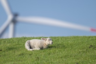 Lamb lying on the dyke, wind turbine in the background, Hauke-Haien-Koog, Nordfriesland,