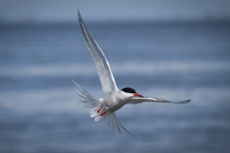 Arctic Arctic Tern (Sterna paradisea) in flight, Wadden Sea, North Frisia, Schleswig-Holstein,