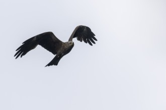 Black kite (Milvus migrans), flying, Baden-Württemberg, Germany, Europe