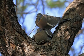 White-winged dove (Zenaida asiatica), adult, pair, mating, on tree, with nesting material, Sonora