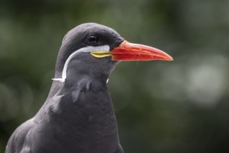 Inca Tern (Larosterna inca), Walsrode Bird Park, Lower Saxony, Germany, Europe