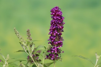 Butterfly-bush (Buddleja davidii), summer lilac, common summer lilac, butterfly bush, lilac spear,