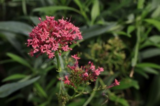 Red valerian (Centranthus ruber), flowering, Elllerstadt, Germany, Europe