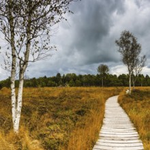 Broom common heather (Calluna Vulgaris) cross-leaved heath (Erica tetralix) and birch trees