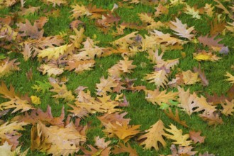 Close-up of fallen brown and yellow Quercus, Oak tree leaves on Poa pratensis, Kentucky Bluegrass