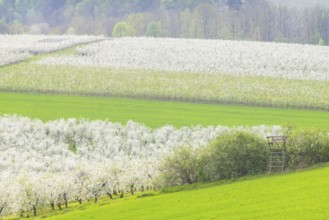 Fruit blossom near Maxen in the Eastern Ore Mountains, Maxen, Saxony, Germany, Europe