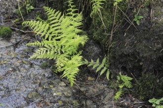 Lady fern (Athyrium filix-femina), by the water, North Rhine-Westphalia, Germany, Europe