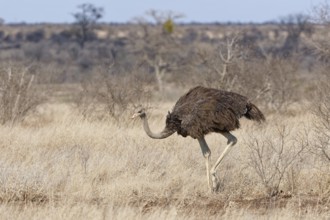 South African ostrich (Struthio camelus australis), adult female walking in dry grassland,